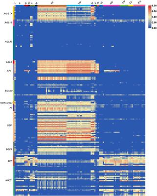 Genome-Wide Diversity of MADS-Box Genes in Bread Wheat is Associated with its Rapid Global Adaptability